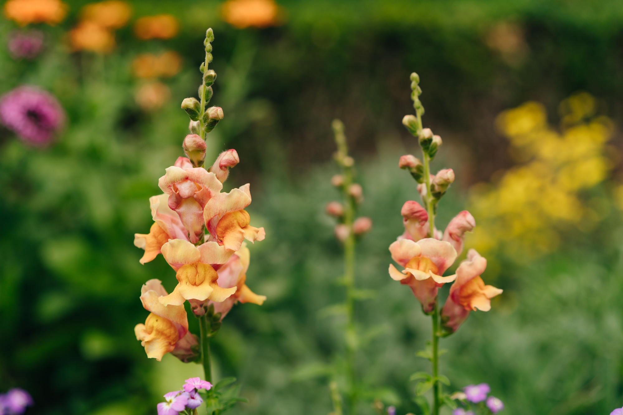 The spires of two orange snapdragons outdoors